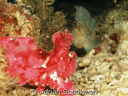 My 1st Time Seeing a Pink Leaf Fish with a White Leaf Fis... by Adrian Schokman 